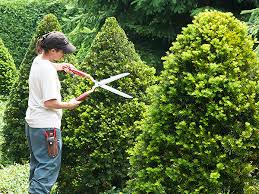 Tree and shrub maintenance